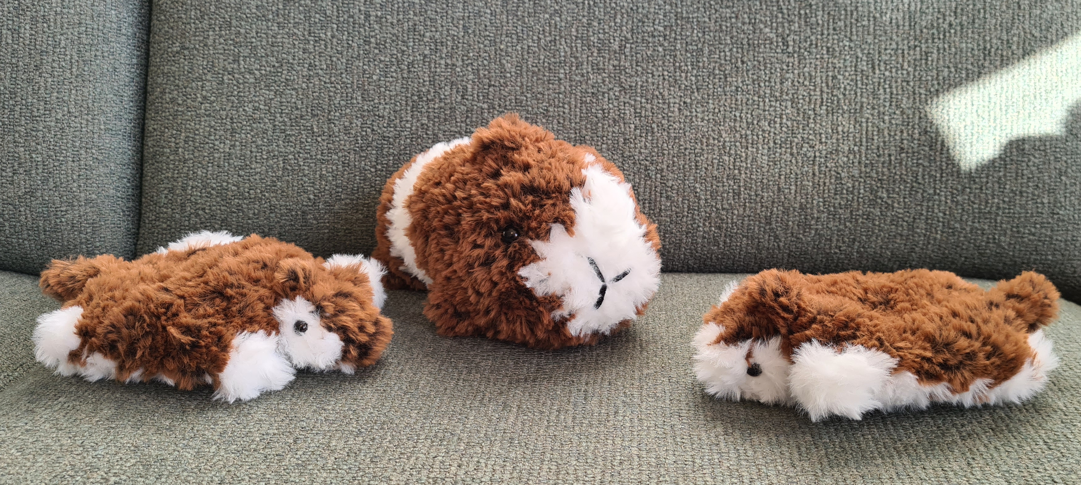 Guinea pig and flying squirrels